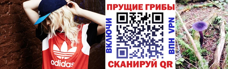 Галлюциногенные грибы Psilocybe  Канаш 