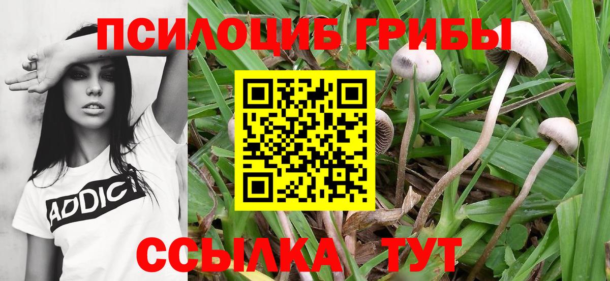 Псилоцибиновые грибы GOLDEN TEACHER Канаш